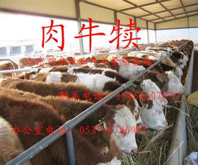 西门塔尔肉牛养殖场利木赞牛养殖场种牛养殖场