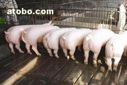 H,价格,厂家,供应商,牲畜,江苏北方猪业苗猪繁育基地 热卖促销 阿土伯网